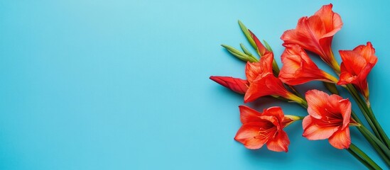 Vibrant Red Gladiolus Flowers Arranged Elegantly on Bright Blue Background with Ample Copy Space for Text and Design Elements