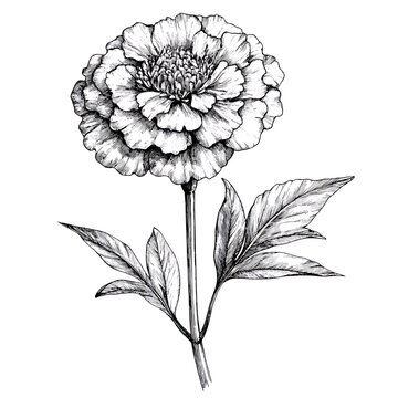 recommend clip art: Monochrome line drawing of a single marigold flower and stem.