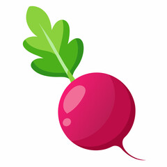 Radish vector illustration white background