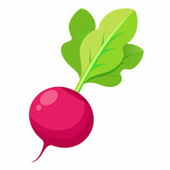 Radish vector illustration white background