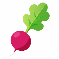 Radish vector illustration white background