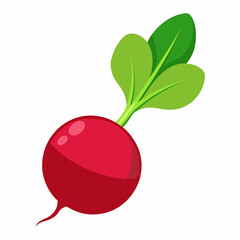 Radish vector illustration white background