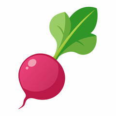 Radish vector illustration white background