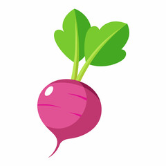 Radish vector illustration white background