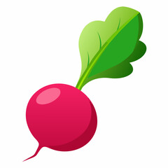 Radish vector illustration white background