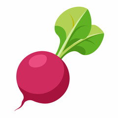 Radish vector illustration white background