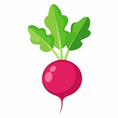 Radish vector illustration white background