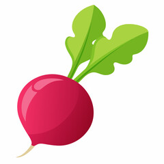 Radish vector illustration white background