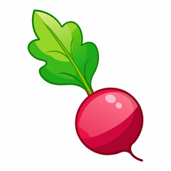 Radish vector illustration white background