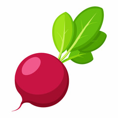Radish vector illustration white background