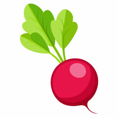 Radish vector illustration white background