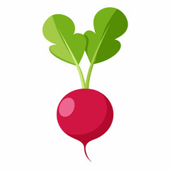 Radish vector illustration white background
