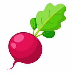Radish vector illustration white background