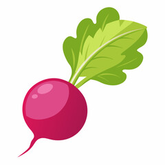 Radish vector illustration white background