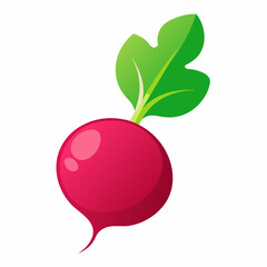 Radish vector illustration white background