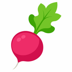 Radish vector illustration white background