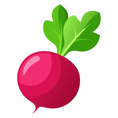 Radish vector illustration white background