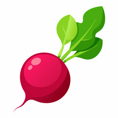 Radish vector illustration white background