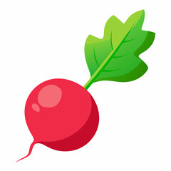 Radish vector illustration white background