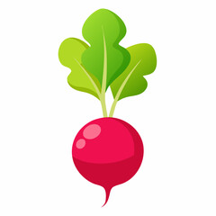 Radish vector illustration white background