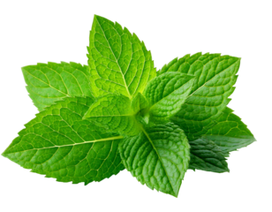 Fresh Mint leaf  isolated on transparent background