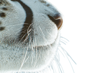 Close-up of a cat's nose and whiskers, soft fur texture, artistic style, white background,  perfect for pet-related designs.