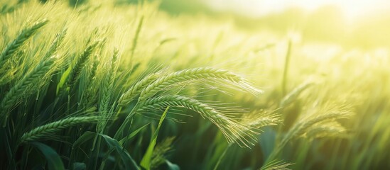 Lush Green Cornfield on Farm Bathed in Warm Golden Light with Expansive Copy Space for Text and Soft Blurred Background