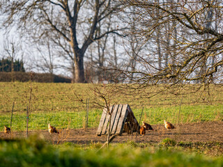 Freilaufend Hühner auf einer Weide