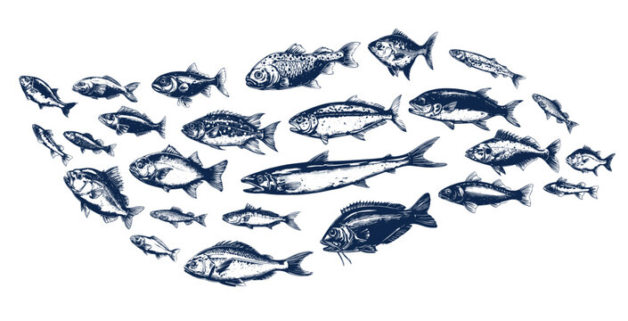 Fishes engraving. Fish school hand drawn underwater wildlife animal salmon sea tuna carp herring, seafood menu decor vector illustration