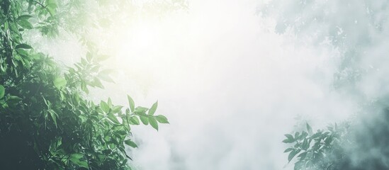 Obraz premium Misty rainforest clearing with sunlight filtering through leaves providing serene atmosphere and space for text placement