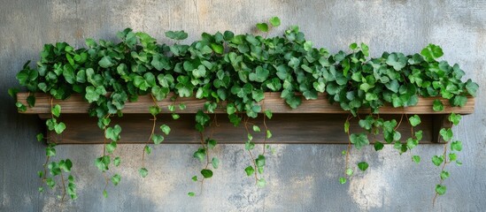 Lush Green Ivy Cascading from Brown Wooden Shelf in Rustic Interior Setting with Soft Textured Grey Wall Background and Empty Text Space