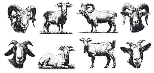 Naklejka premium Hand drawn goats. Vintage engraving of farm domestic animal with horns, agriculture livestock milk product mascot set vector illustration