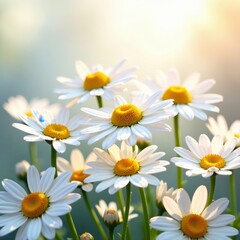 Fototapeta premium Sunlit daisies bloom on a snow-white background, spring, blooms