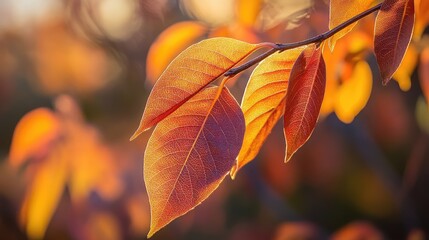 Obraz premium Colorful autumn leaves on a branch with sunlight shining through creating a warm and inviting atmosphere Copy Space