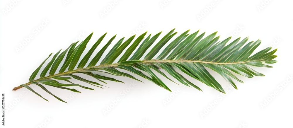 Poster vibrant green date palm branch featuring long pointed leaves isolated on a clean white background wi