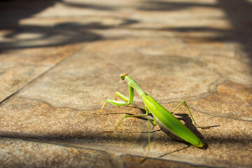 Mantis.