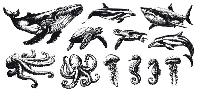 Ocean animals engraving. Hand drawn sea creatures dolphin shark octopus turtle sea horse jellyfish whale set vector illustration