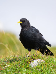 Alpine Chough on a sunny day in the Austrian Alps