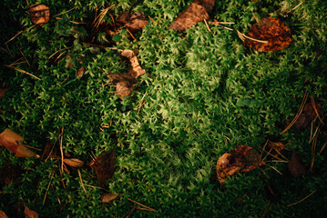 moss in autumn sunny forest