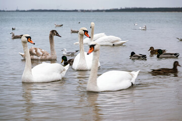 Swans on the Baltic Sea coast in winter