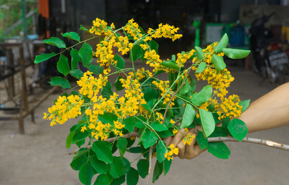 yellow flowers of padauk flowers, with beautiful green leaves, Thingyan Water Festival in Myanmar. 