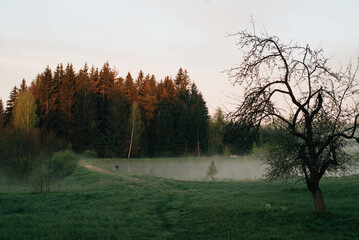 foggy autumn morning in the village