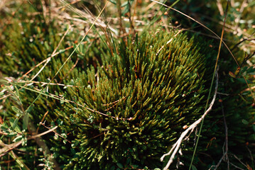 Shiny green bog plants in spring as a nature pattern.