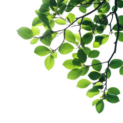 Obraz premium Tree branch on corner border, Foliage leaves isolated on transparent background