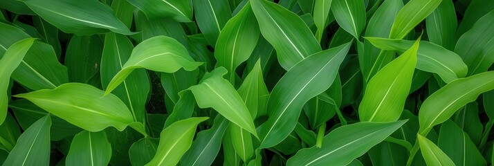 Fototapeta premium A close up of green leaves with a wet appearance. The leaves are arranged in a way that creates a sense of depth and texture. The image conveys a feeling of freshness and vitality