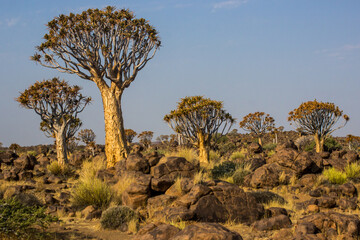 The impressive Quiver Tree Forest in the rugged, arid environment of  Keetmanshoop, Namibia
