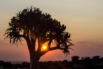 Last light of the setting sun shinng through the branches of a small quiver tree, Aloidendron...