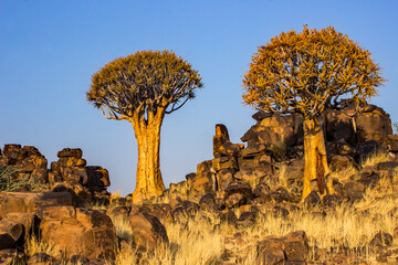 Naklejka premium A gigantic Quiver tree (Aloidendron dichotomum) on a rocky ridge against the bright blue sky just outside Keetmanshoop in Namibia.