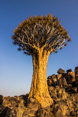 A majestic large quiver tree against the bright blue, late afternoon sky, southern Namiba