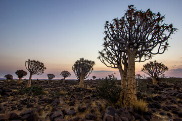 Sunrise over the Quiver tree forest in Keetmans Hoop in Namibia